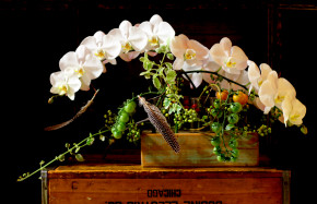 White orchids in table block with tomato vines